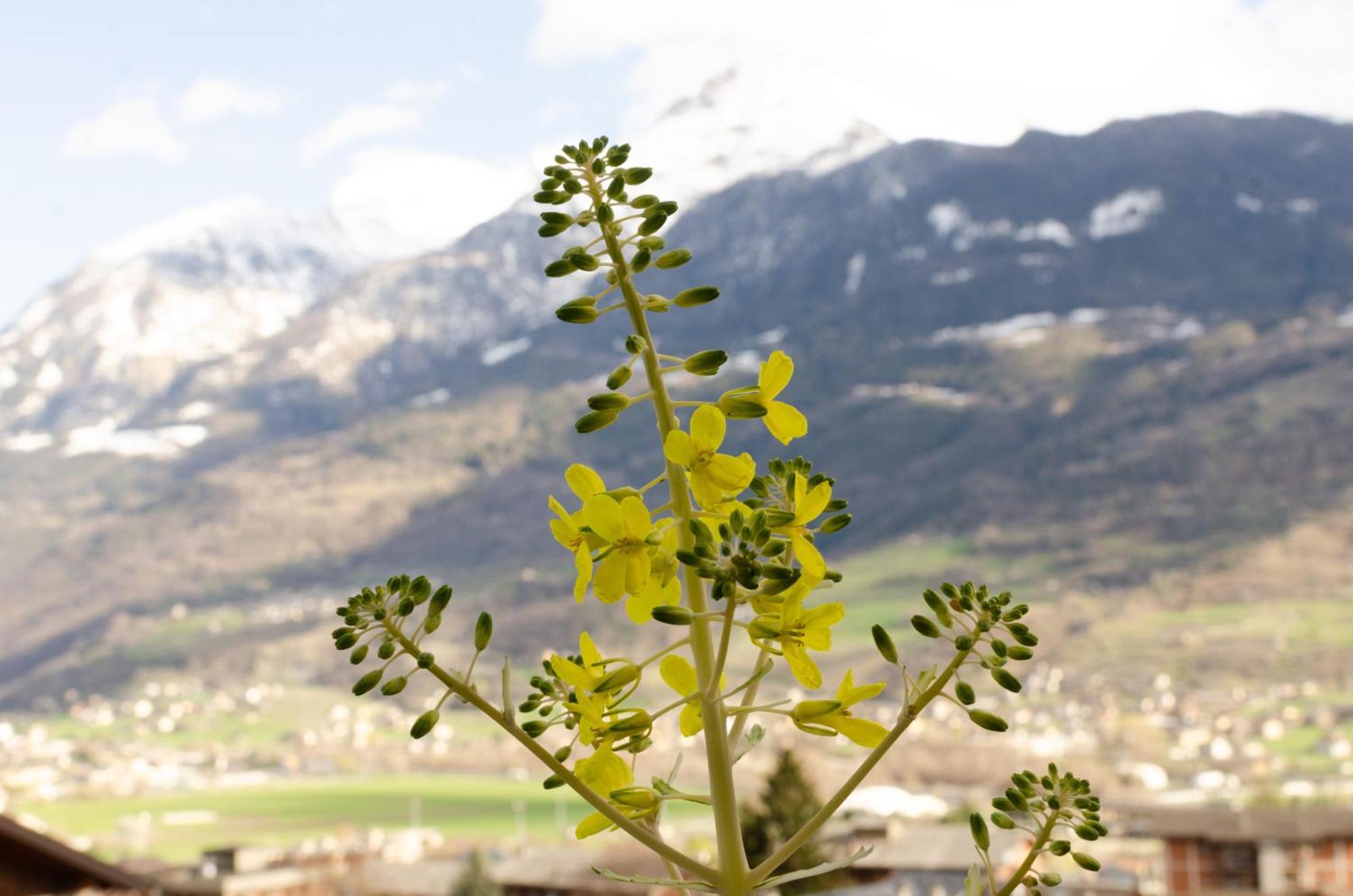 La Casa Degli Aromi - Vista Montagna E Relax Villa Aosta Esterno foto